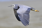 White faced heron580.jpg